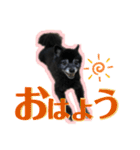 黒ポメラニアン「アポロ」（個別スタンプ：14）
