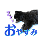 黒ポメラニアン「アポロ」（個別スタンプ：15）