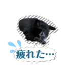 黒ポメラニアン「アポロ」（個別スタンプ：16）