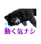 黒ポメラニアン「アポロ」（個別スタンプ：20）