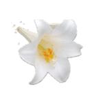 AMAMIRAPINORI（個別スタンプ：7）