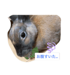 馬顔うーたん（個別スタンプ：3）