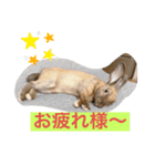 馬顔うーたん（個別スタンプ：5）