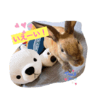 馬顔うーたん（個別スタンプ：8）