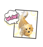 チワックスのミミちゃん♡（個別スタンプ：1）