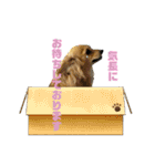 チワックスのミミちゃん♡（個別スタンプ：3）
