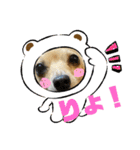 チワックスのミミちゃん♡（個別スタンプ：6）