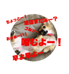 チワックスのミミちゃん♡（個別スタンプ：16）