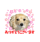 チワックスのミミちゃん♡（個別スタンプ：20）
