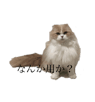 ティーandチィの日常（個別スタンプ：7）