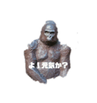 とある団地のゴリラ（個別スタンプ：2）