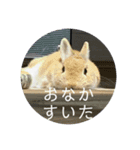 私の友だちたまおちゃん（個別スタンプ：2）