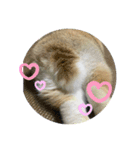 私の友だちたまおちゃん（個別スタンプ：4）