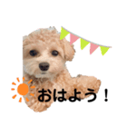 かるぴスタンプ②（個別スタンプ：1）