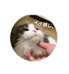 ルークvol.2（個別スタンプ：16）