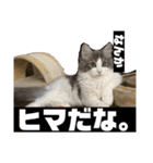 ルークvol.2（個別スタンプ：17）