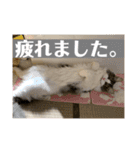 ルークvol.2（個別スタンプ：18）