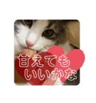 ルークvol.2（個別スタンプ：23）