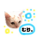困っていない猫。すずのひとことスタンプ（個別スタンプ：1）