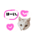 困っていない猫。すずのひとことスタンプ（個別スタンプ：2）