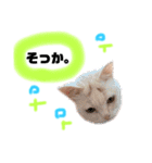困っていない猫。すずのひとことスタンプ（個別スタンプ：4）