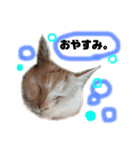 困っていない猫。すずのひとことスタンプ（個別スタンプ：5）