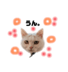 困っていない猫。すずのひとことスタンプ（個別スタンプ：6）