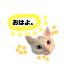 困っていない猫。すずのひとことスタンプ（個別スタンプ：7）