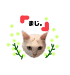 困っていない猫。すずのひとことスタンプ（個別スタンプ：11）