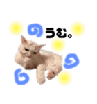 困っていない猫。すずのひとことスタンプ（個別スタンプ：14）
