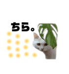 困っていない猫。すずのひとことスタンプ（個別スタンプ：15）