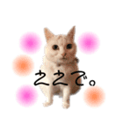 関西弁 困っていない猫のすず。（個別スタンプ：1）
