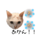 関西弁 困っていない猫のすず。（個別スタンプ：2）