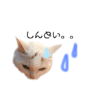 関西弁 困っていない猫のすず。（個別スタンプ：3）