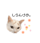 関西弁 困っていない猫のすず。（個別スタンプ：4）