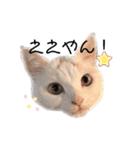 関西弁 困っていない猫のすず。（個別スタンプ：5）