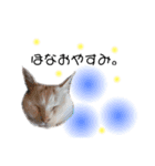 関西弁 困っていない猫のすず。（個別スタンプ：6）