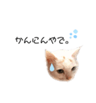 関西弁 困っていない猫のすず。（個別スタンプ：7）