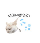 関西弁 困っていない猫のすず。（個別スタンプ：10）