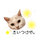 関西弁 困っていない猫のすず。（個別スタンプ：12）