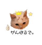 関西弁 困っていない猫のすず。（個別スタンプ：13）