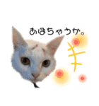 関西弁 困っていない猫のすず。（個別スタンプ：14）
