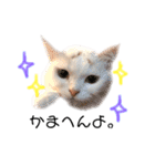 関西弁 困っていない猫のすず。（個別スタンプ：15）
