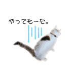 関西弁 困っていない猫のすず。（個別スタンプ：16）