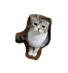 ランラン蘭丸（個別スタンプ：1）