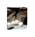 ランラン蘭丸（個別スタンプ：12）