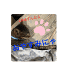 子猫   ここちゃん すたんぷ 発売中にゃ！（個別スタンプ：1）