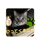 子猫   ここちゃん すたんぷ 発売中にゃ！（個別スタンプ：2）