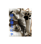 子猫   ここちゃん すたんぷ 発売中にゃ！（個別スタンプ：3）
