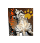 子猫   ここちゃん すたんぷ 発売中にゃ！（個別スタンプ：4）